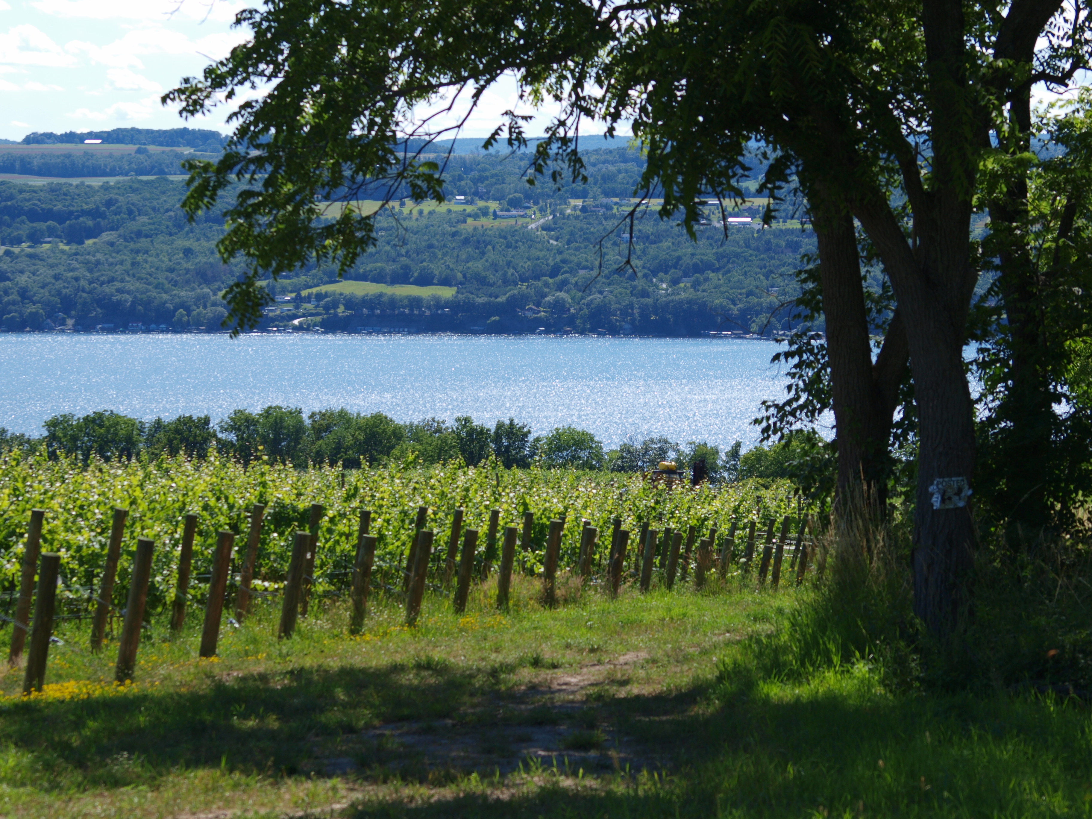 Vineyards & Seneca Lake